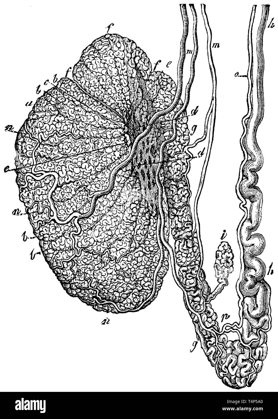 Testes a) Testicles, b) Lappets, c, e) Common tubules, g) Vine testicles, m, o, p) Blood vessels, h) Seed gland, anonym  1887 Stock Photo