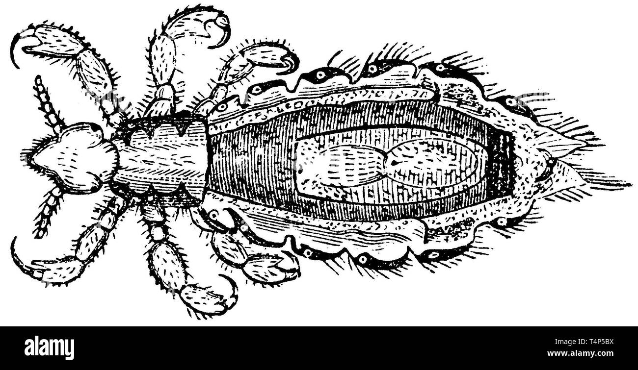 body louse, anonym  1887 Stock Photo
