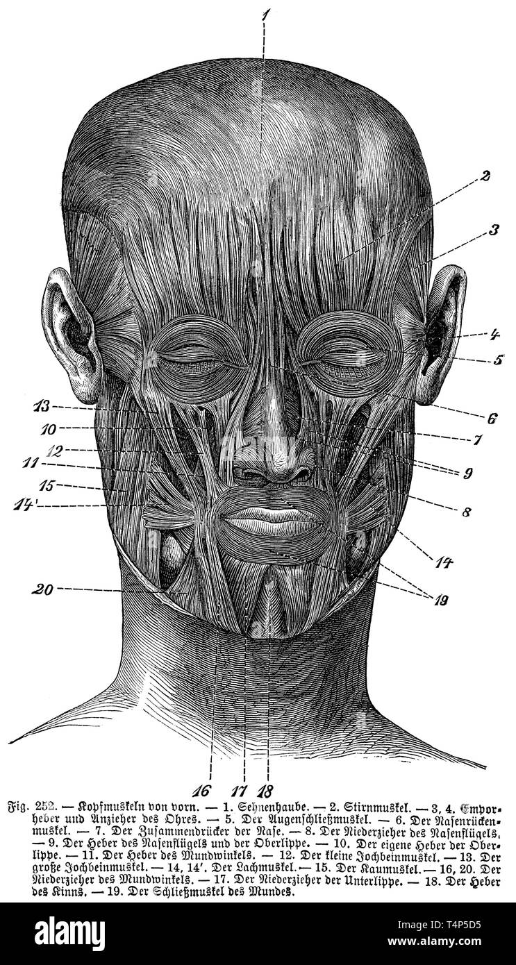 Hand anatomie illustration hires stock photography and images Alamy