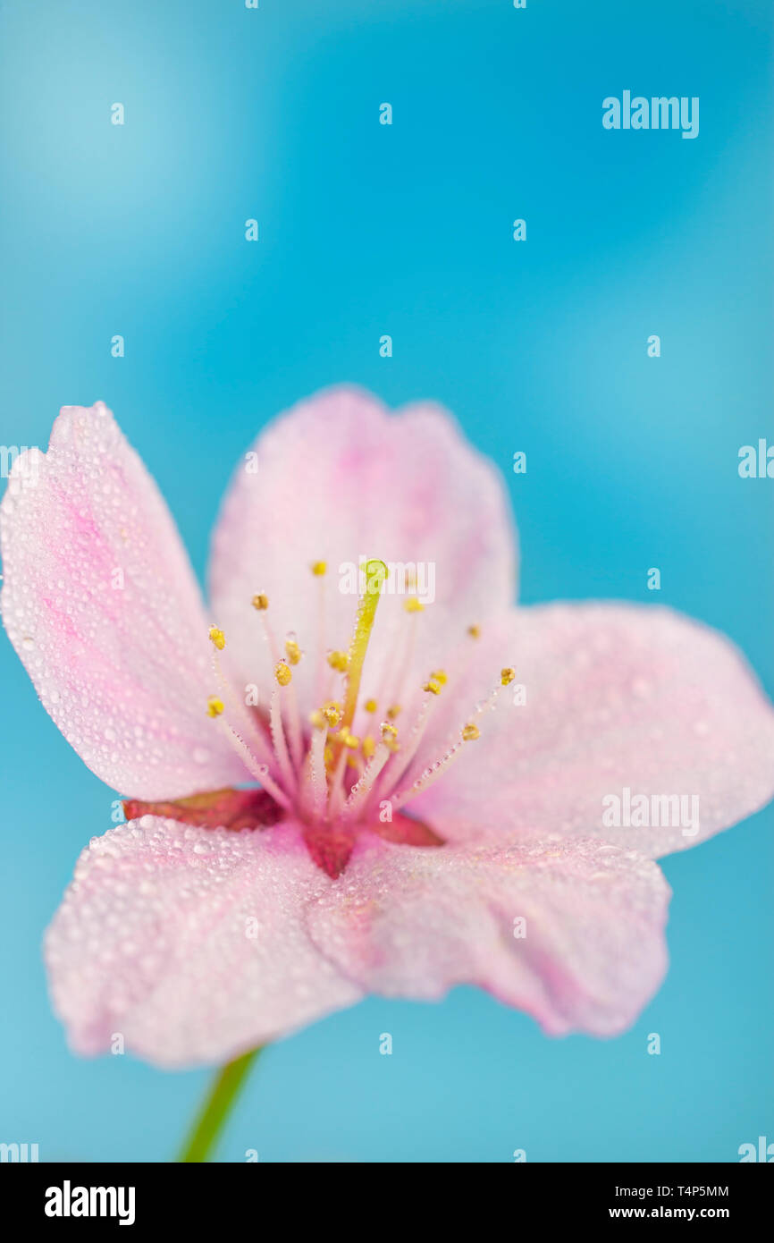 Pink Cherry Blossom flower. Stock Photo