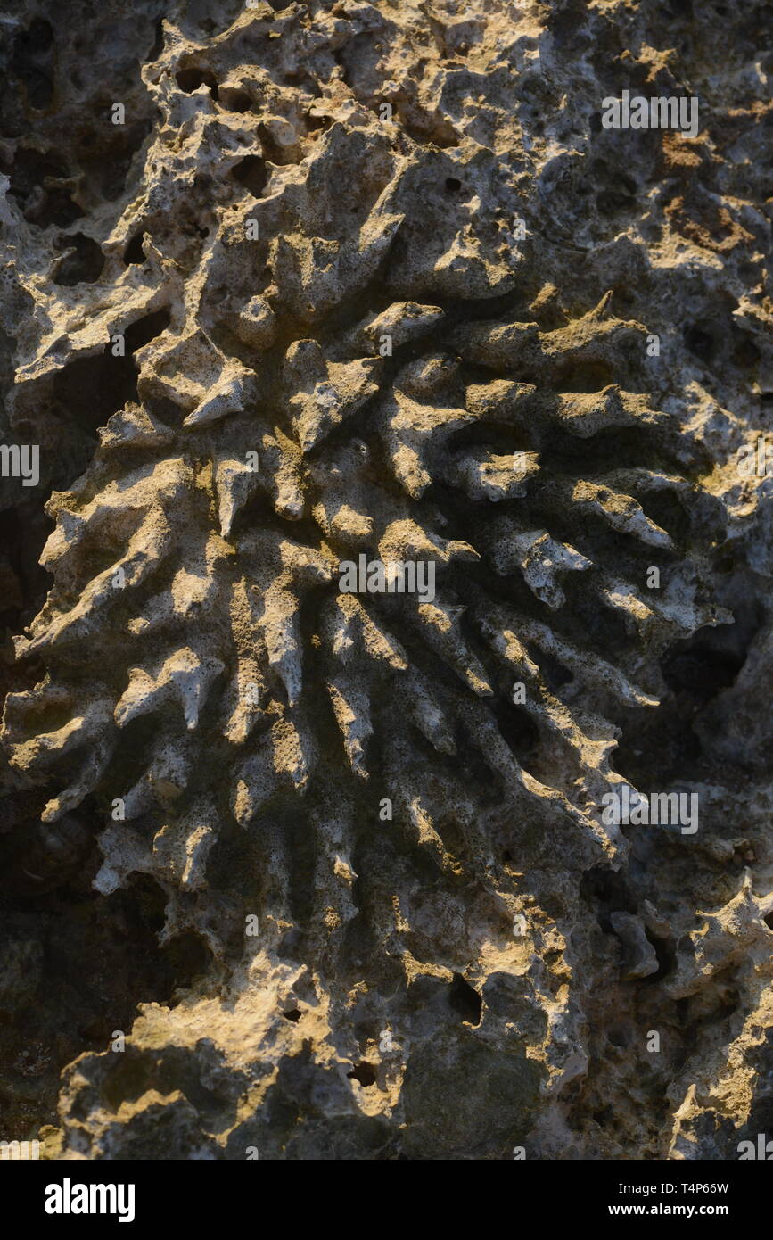 Dead coral on the beach Stock Photo - Alamy