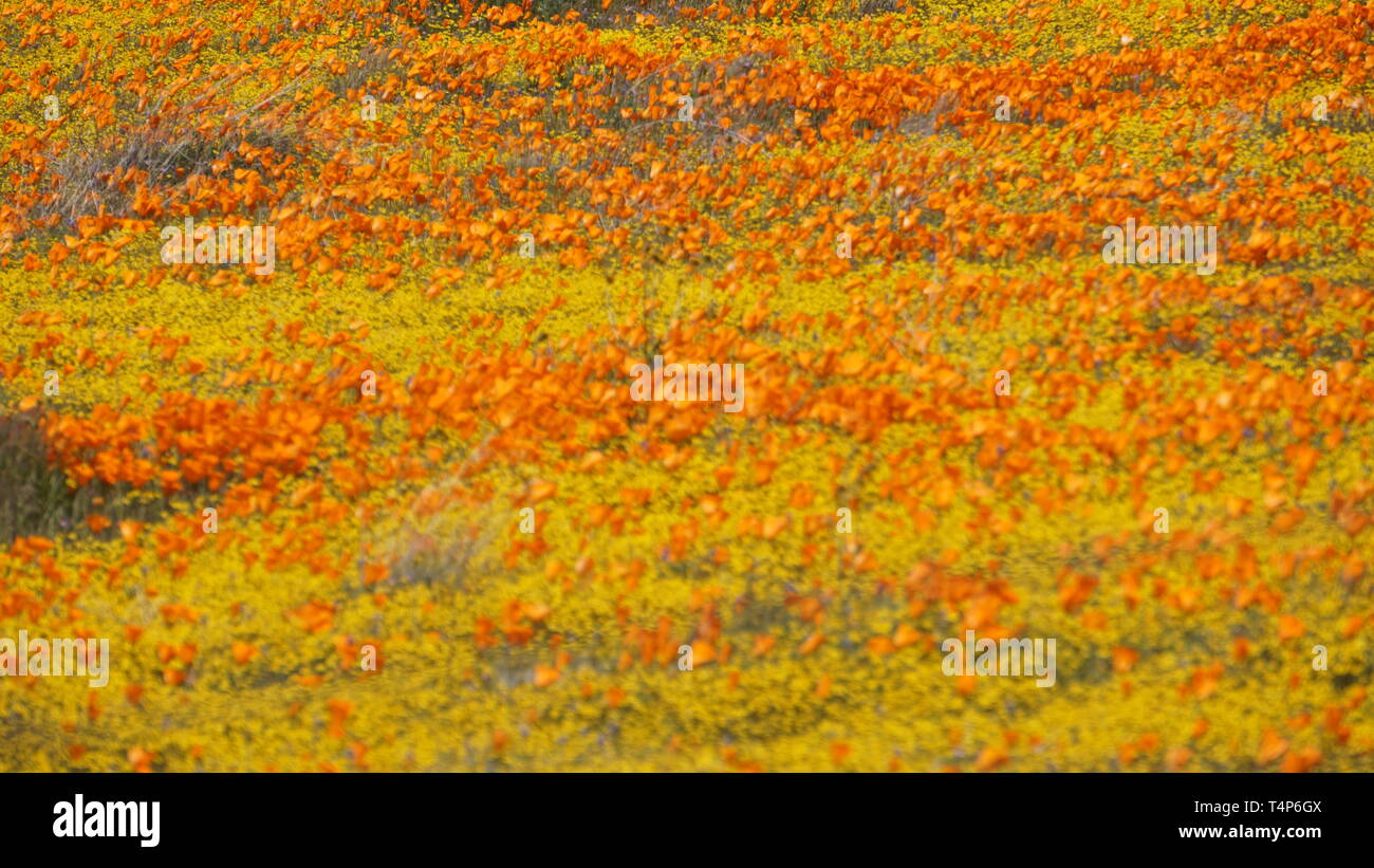 Orange Poppies.  Eschscholzia californica.  Yellow goldenfields.  Lasthenia californica.Super Bloom, Antelope Valley Poppy Reserve, California, USA. Stock Photo