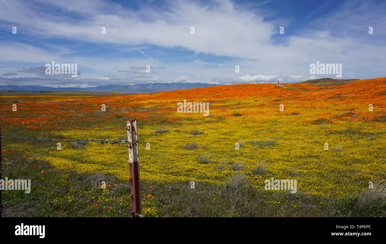 Orange Poppies.  Eschscholzia californica.  Yellow goldenfields.  Lasthenia californica.Super Bloom, Antelope Valley Poppy Reserve, California, USA. Stock Photo