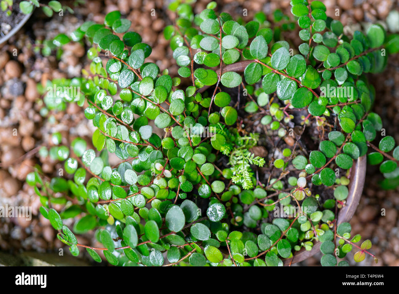 Ornamental plant with small round leaves in a pot. Top view Stock Photo -  Alamy