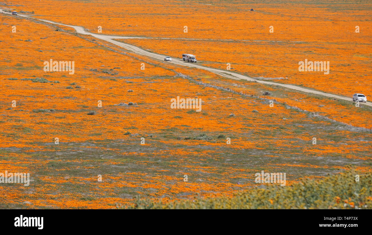 Orange Poppies.  Eschscholzia californica.  Yellow goldenfields.  Lasthenia californica.Super Bloom, Antelope Valley Poppy Reserve, California, USA. Stock Photo