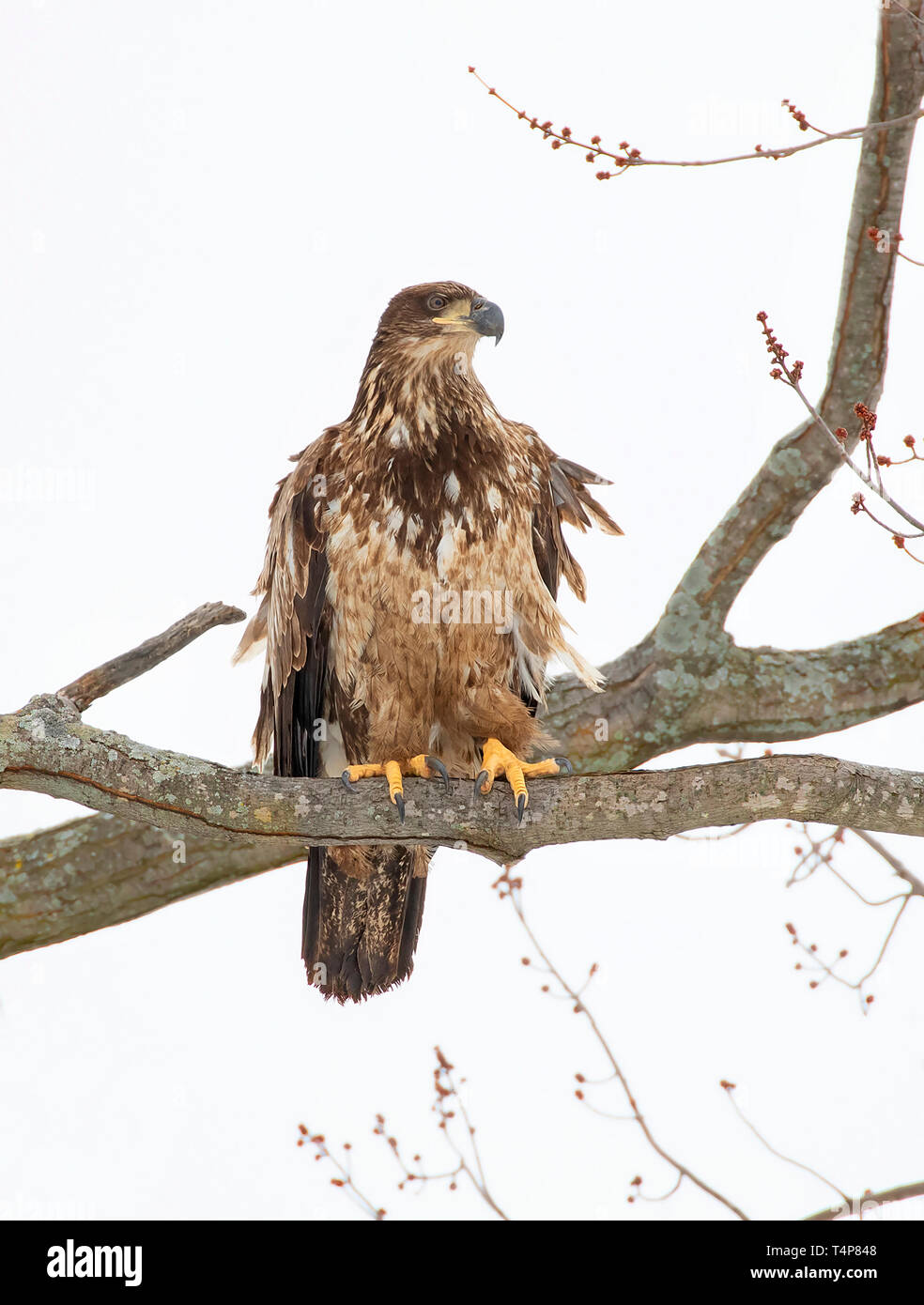 Portrait of an Juvenile American bald eagle haliaeetus leucocephalus perched in a tree in Canada Stock Photo