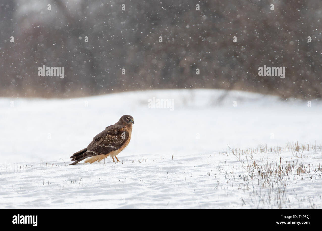 Northern Harrier (Circus cyaneus) sitting in a snow covered field in Canada Stock Photo