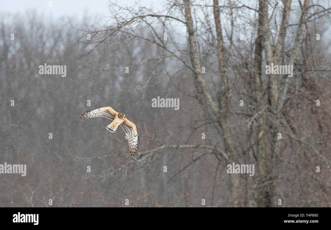 Northern Harrier (Circus cyaneus) flying over a snow covered filed in search of prey in Canada Stock Photo