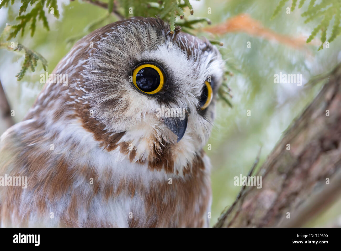 Saw-whet owl Aegolius acadicus perched on a cedar tree branch during winter in Canada Stock Photo