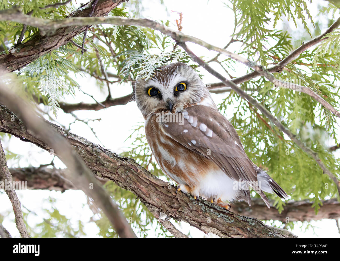 Saw-whet owl Aegolius acadicus perched on a cedar tree branch during winter in Canada Stock Photo