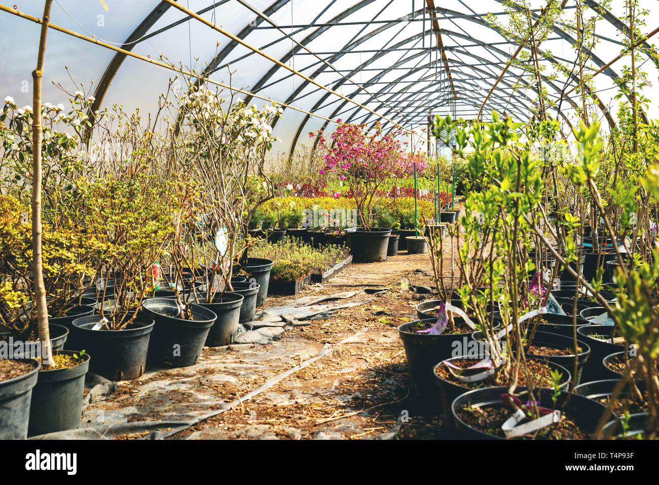 Greenhouse plant hi-res stock photography and images - Alamy