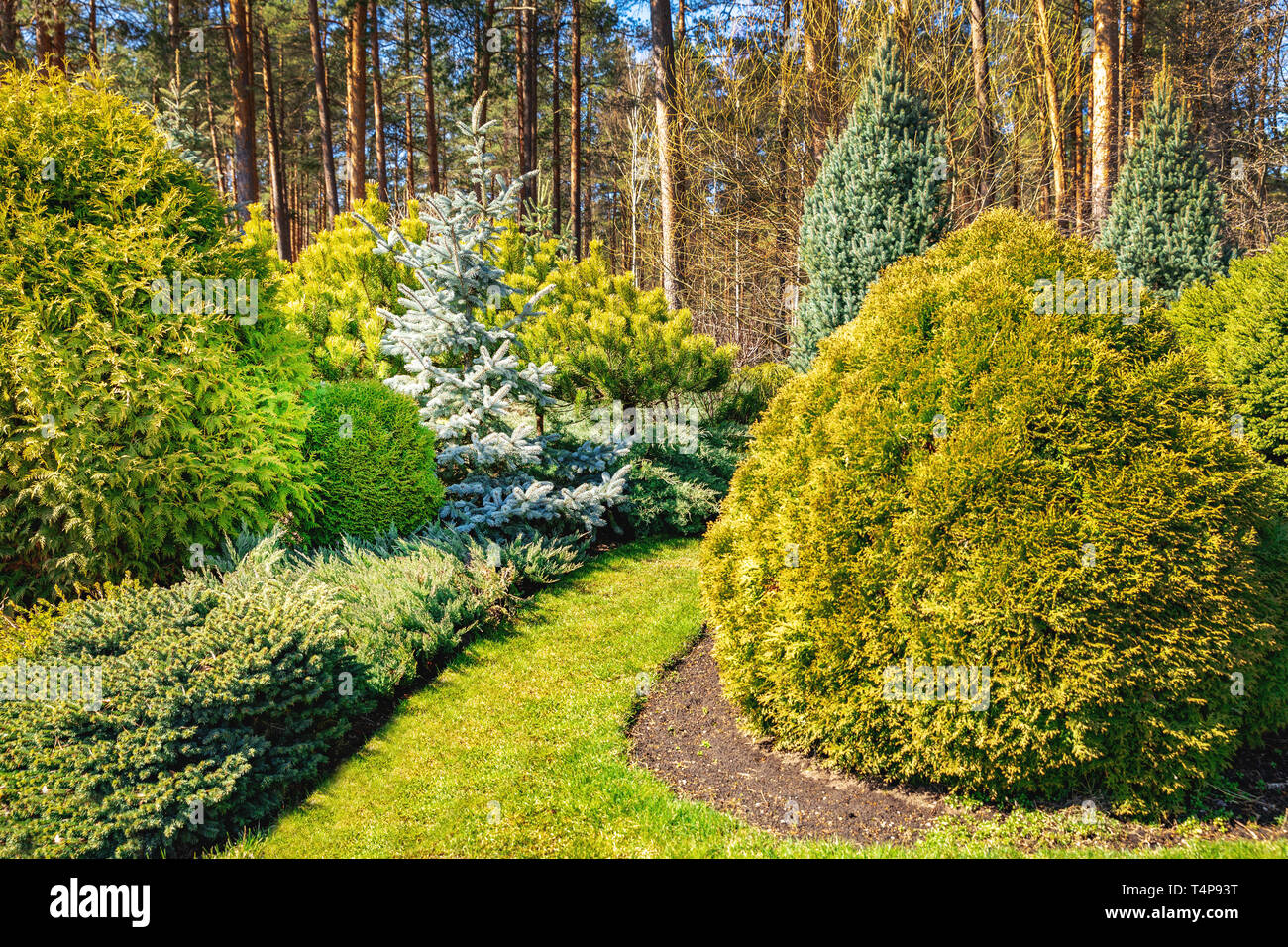beautiful ornamental landscaped garden with conifers Stock Photo