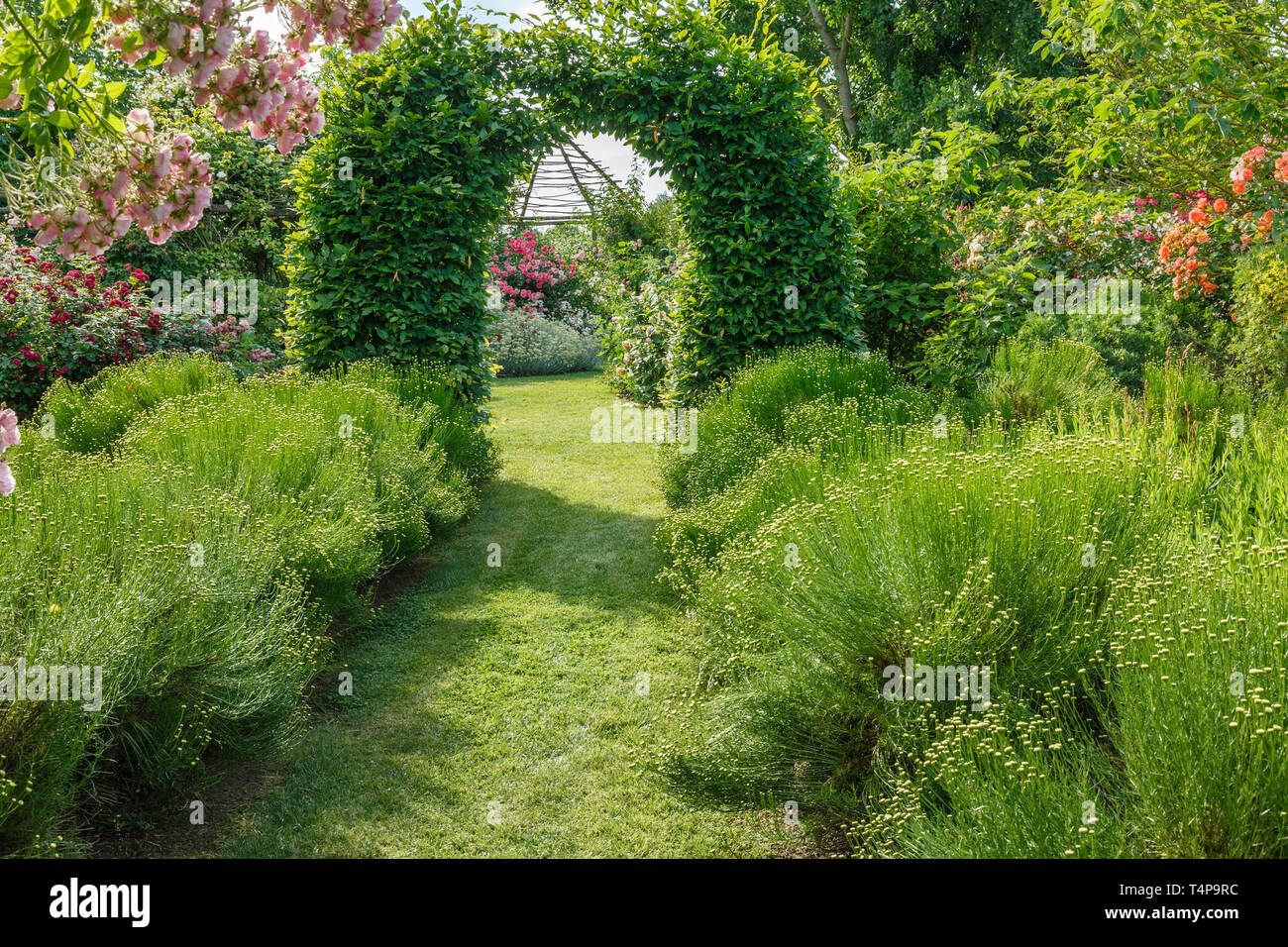 Roquelin’s gardens, Les jardins de Roquelin, France : path lined with green Santolina (Santolina rosmarinifolia) and arched passage under a charmille  Stock Photo