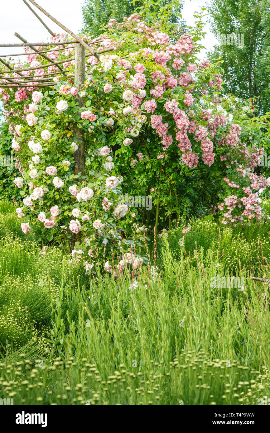 Roquelin’s gardens, Les jardins de Roquelin, France : green Santolina flowerbed (Santolina rosmarinifolia) with in the center a wooden gloriette and t Stock Photo