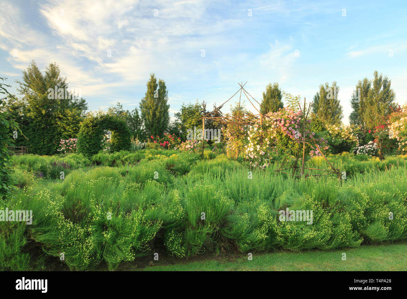 Roquelin’s gardens, Les jardins de Roquelin, France : green Santolina flowerbed (Santolina rosmarinifolia) with in the center a wooden gloriette and t Stock Photo