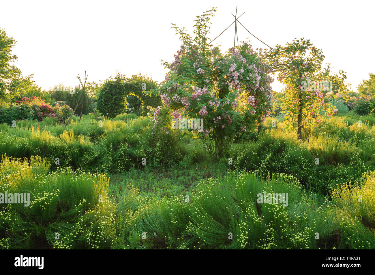 Roquelin’s gardens, Les jardins de Roquelin, France : green Santolina flowerbed (Santolina rosmarinifolia) with in the center a wooden gloriette and t Stock Photo