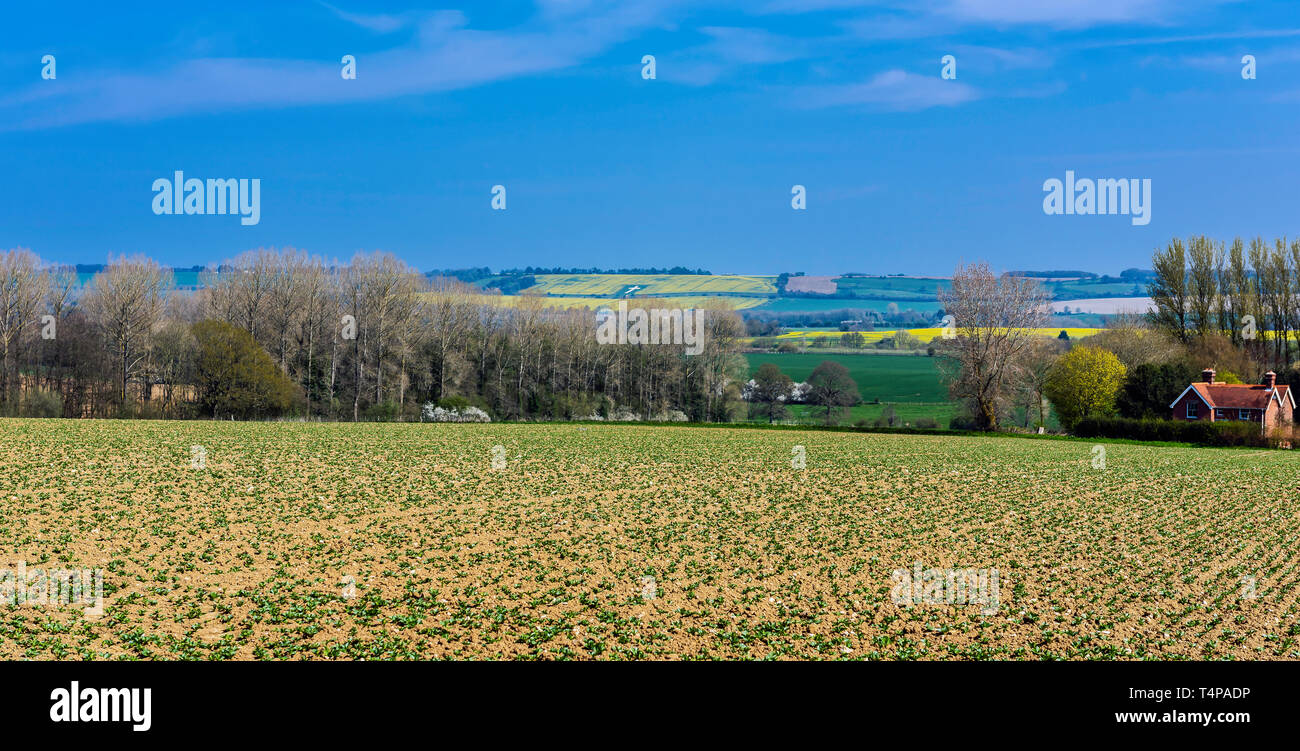View of the north downs taken outside Egerton in Kent. The white cross can be seen in the distance Stock Photo