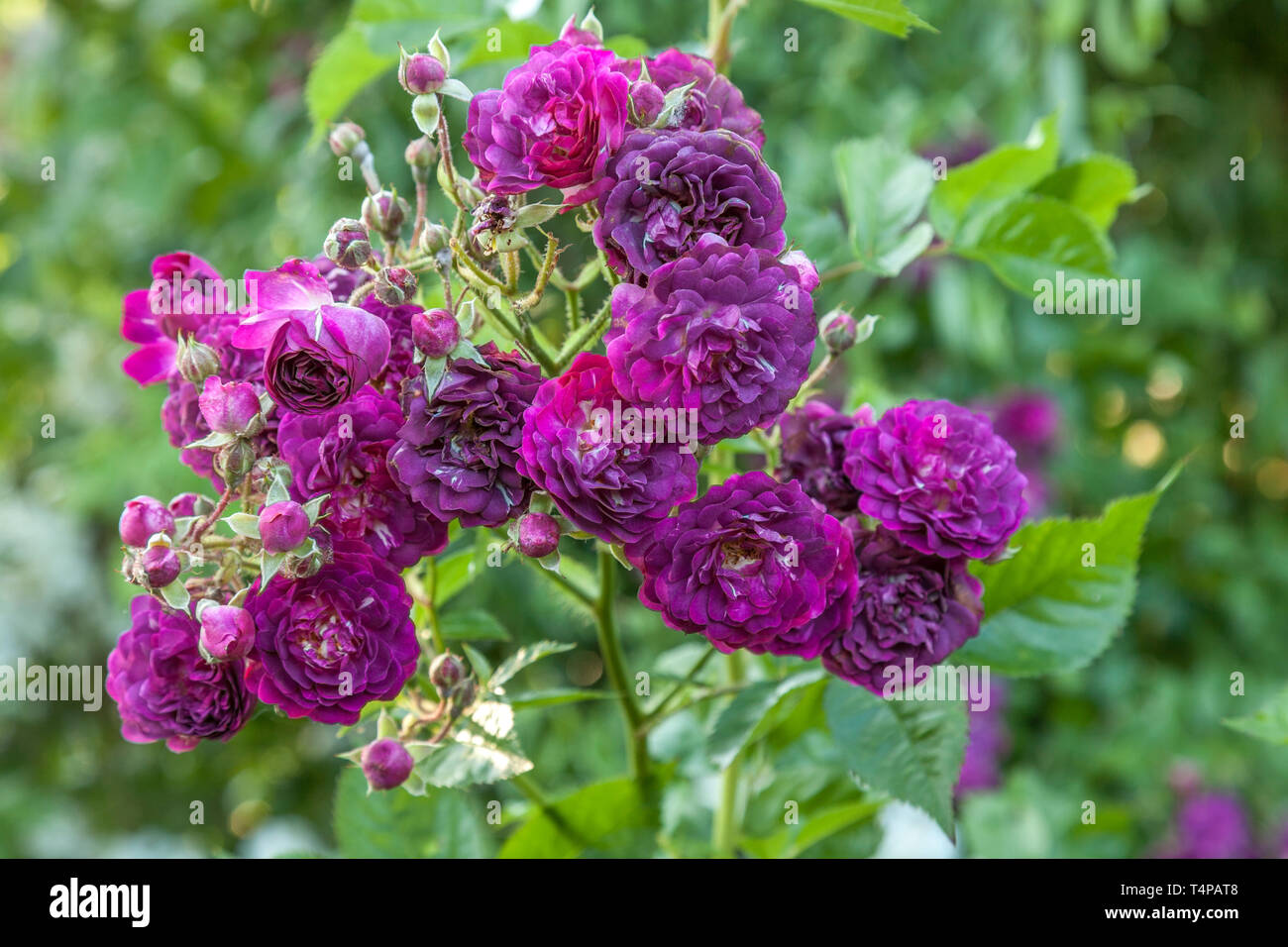 France : Rose 'Bleu Magenta' (Rosa 'Bleu Magenta' Stock Photo - Alamy