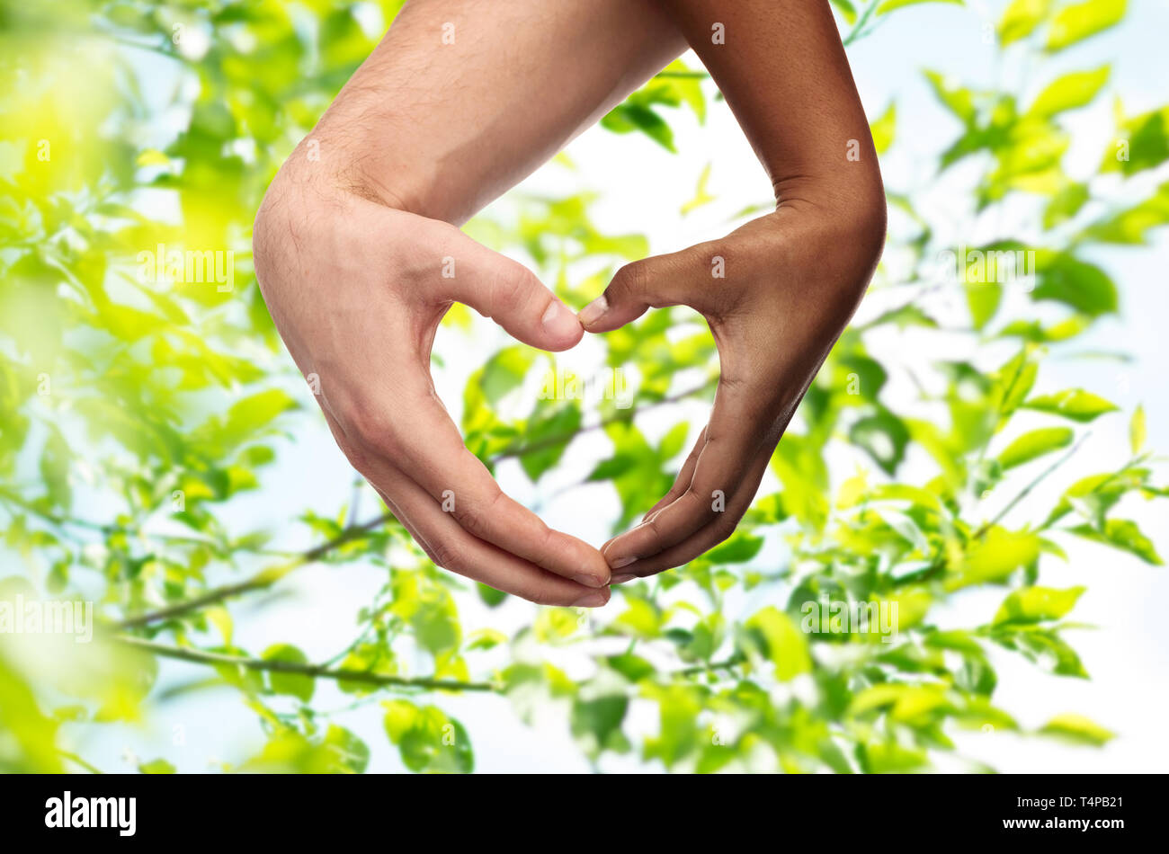 charity, love and diversity concept - close up of female and male hands of different skin color making heart over green natural background Stock Photo - Alamy