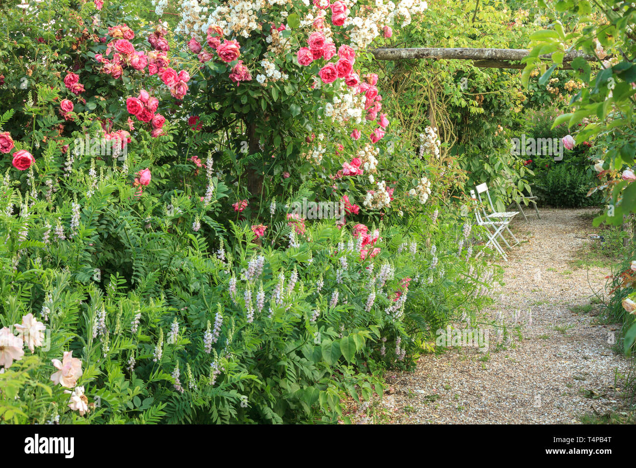 Roquelin’s gardens, Les jardins de Roquelin, France : goat's-rue, galega (Galega officinalis) and Rose, Rosa 'Pink Cloud' In border of a path (obligat Stock Photo