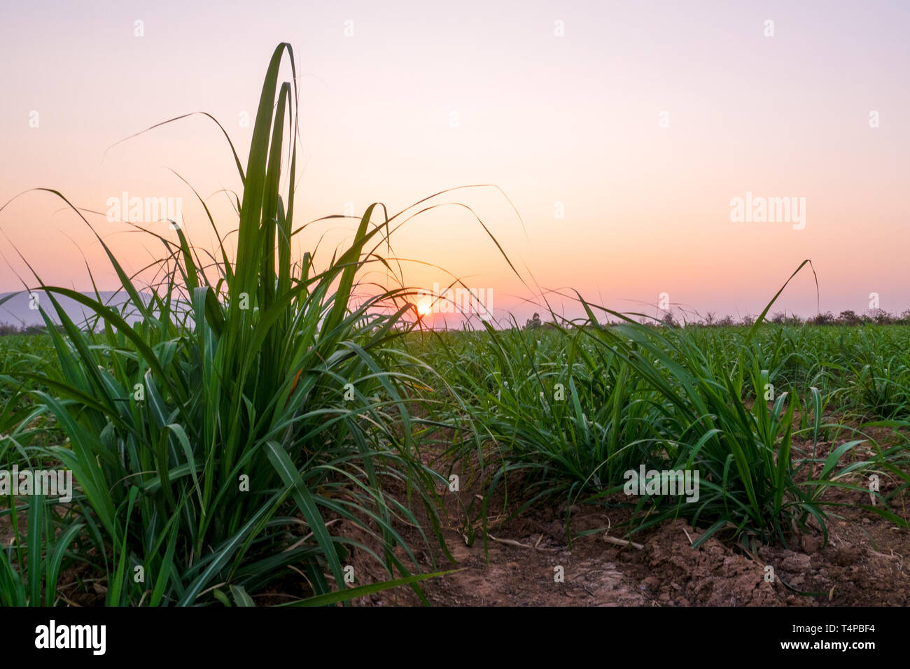 small sugar plant with sunset at background Stock Photo Alamy