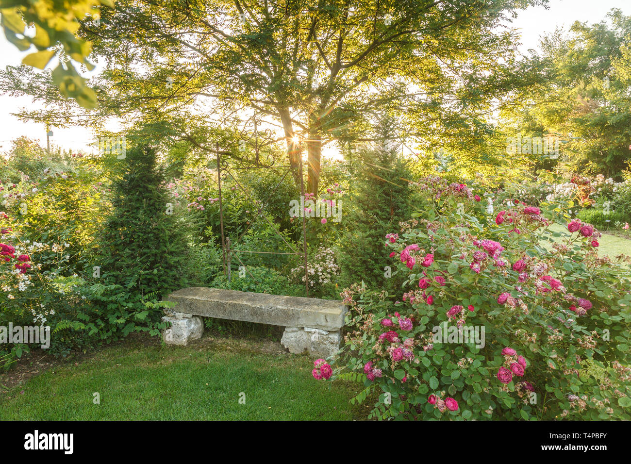 Roquelin’s gardens, Les jardins de Roquelin, France : stone bench surrounded by two yews under a black locust (Robinia pseudoacacia) and Rosa 'Gipsy B Stock Photo