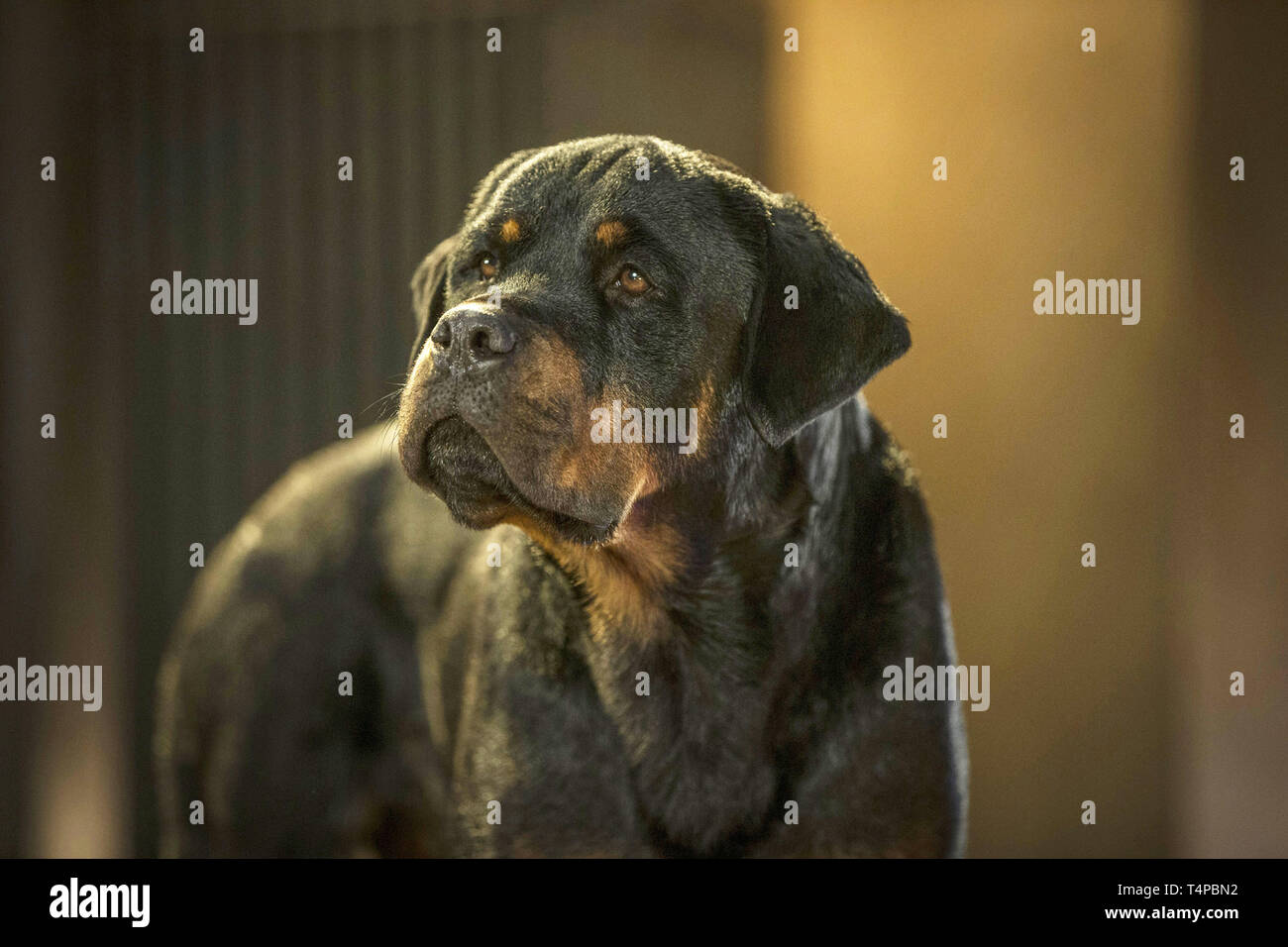 USA. A scene from the ©Global Road Entertainment new movie: Show Dogs ...