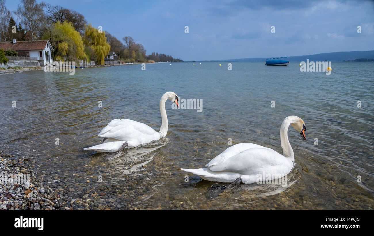 White swan in water scene, frankfurt, hesse, germany Stock Photo