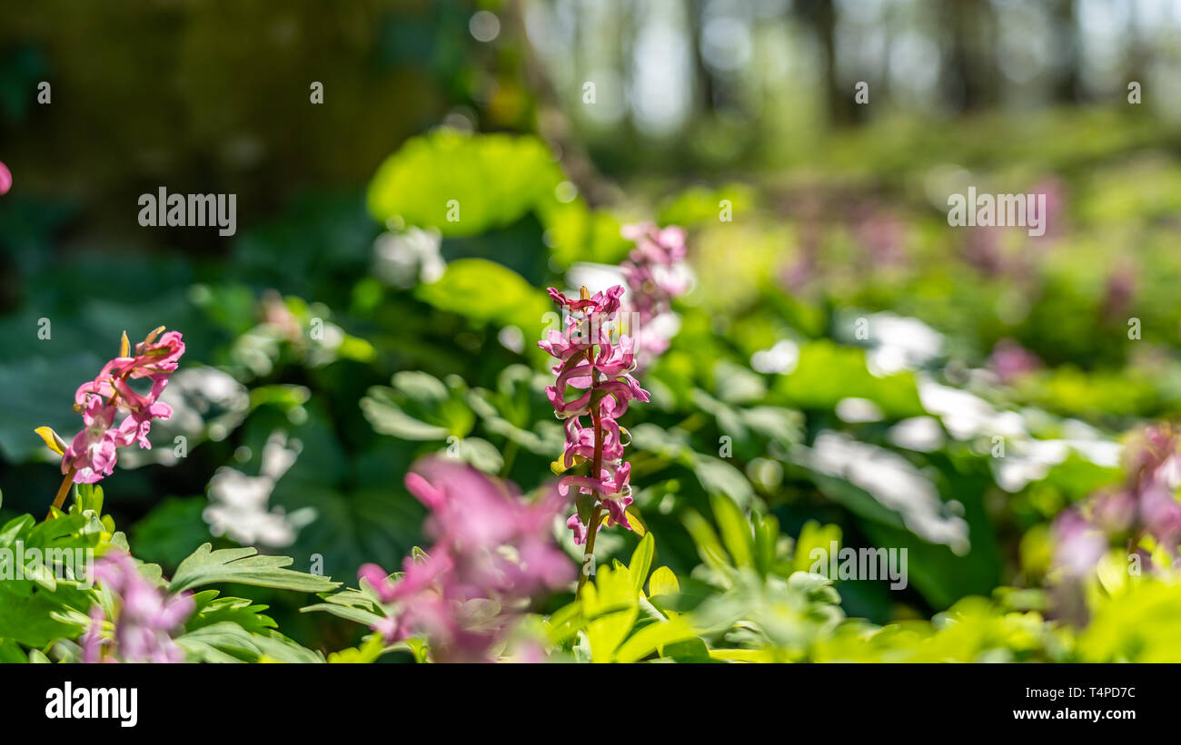 Spring meadow flowers forest germany hires stock photography and