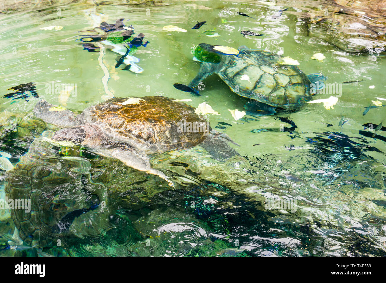 Giant turtles with hard leather shells swim in captivity at Seaworld in Orlando. Stock Photo