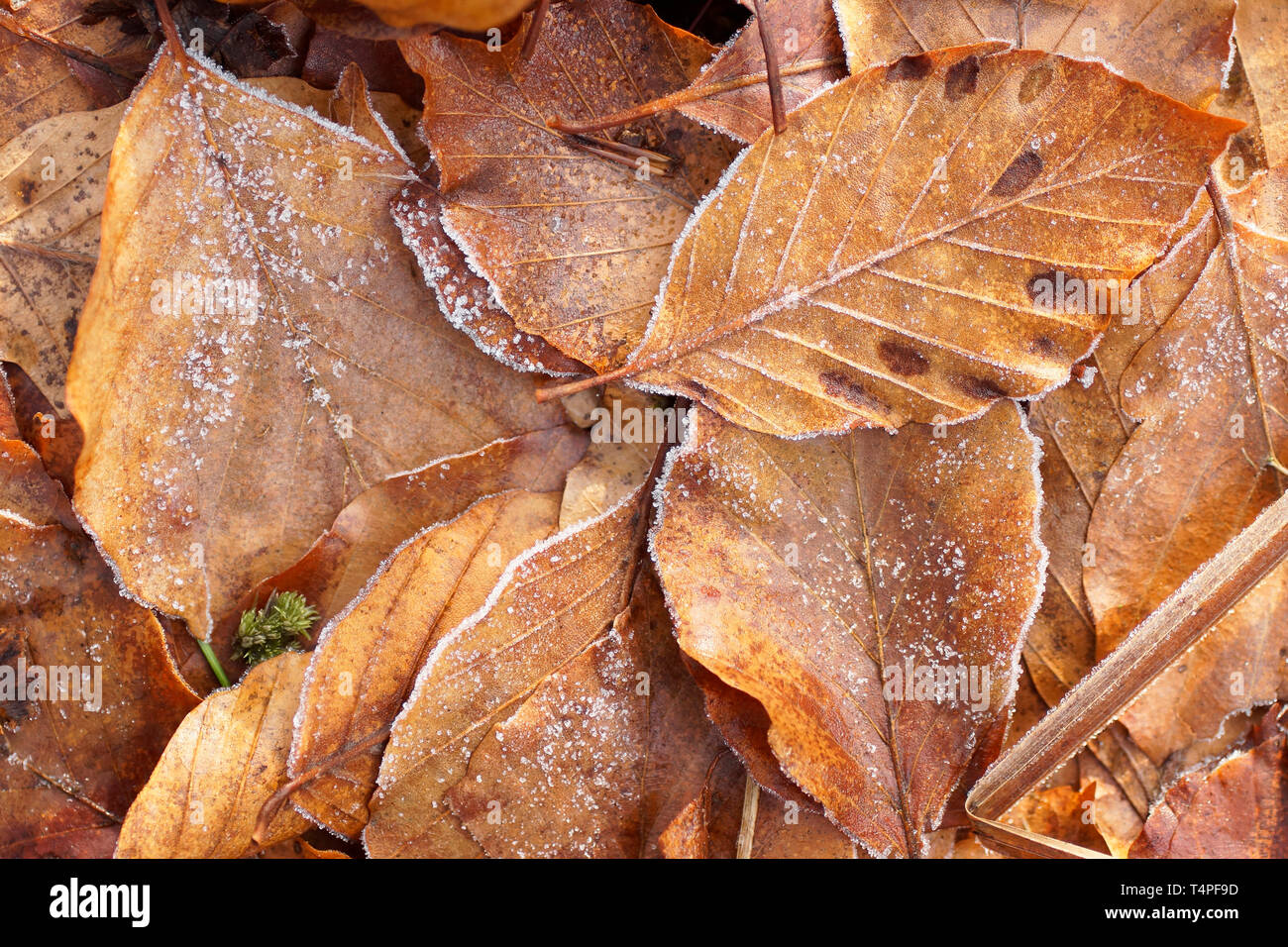 white frost on foliage Stock Photo