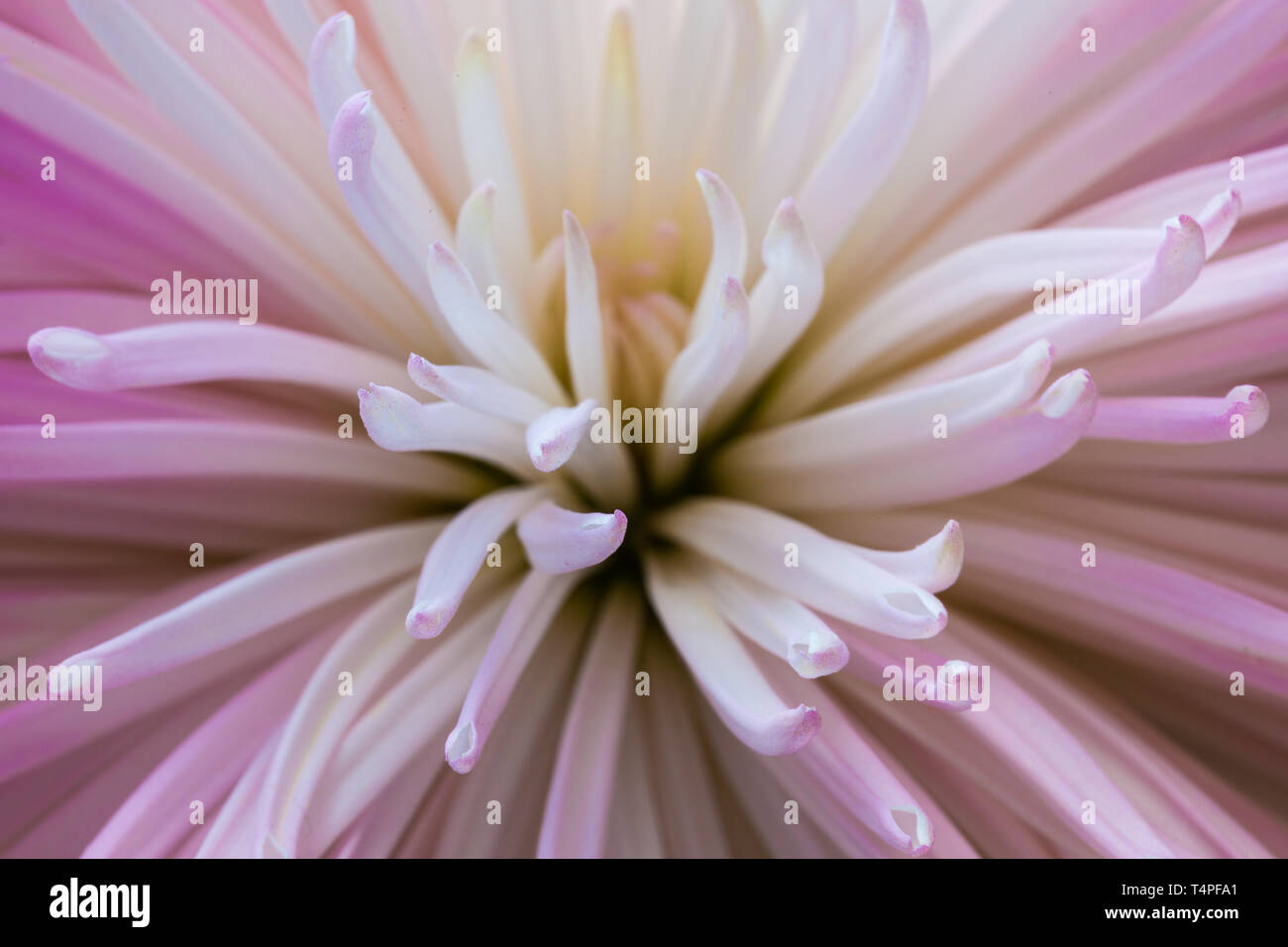 Abstract image of a pink flower with tubular petals Stock Photo