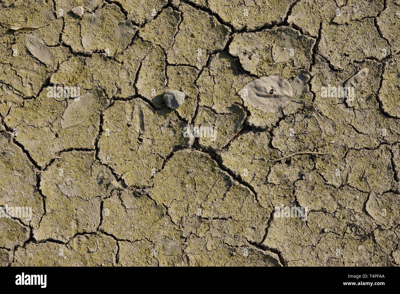 leaves and drying cracks on clay soil Stock Photo Alamy