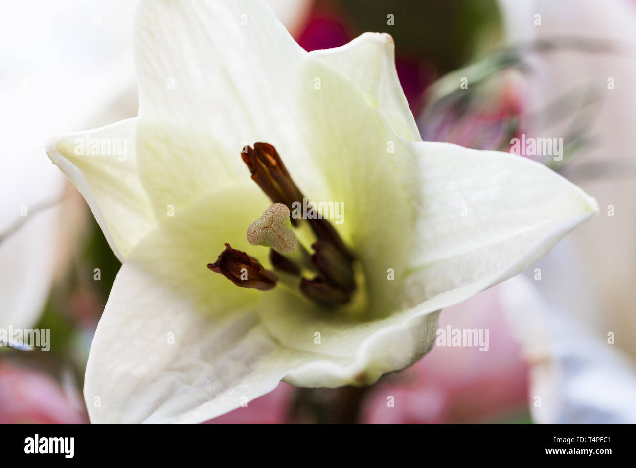 Macro abstract image of a flowering lily Stock Photo