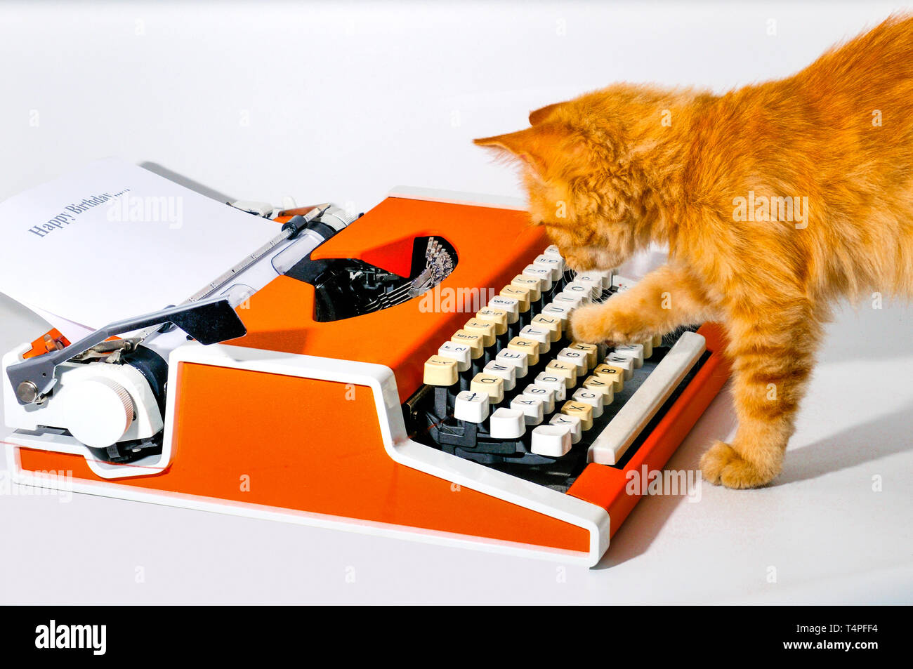 Little fluffy, red, like a fox, the kitten is played with an orange machine for printing Stock Photo