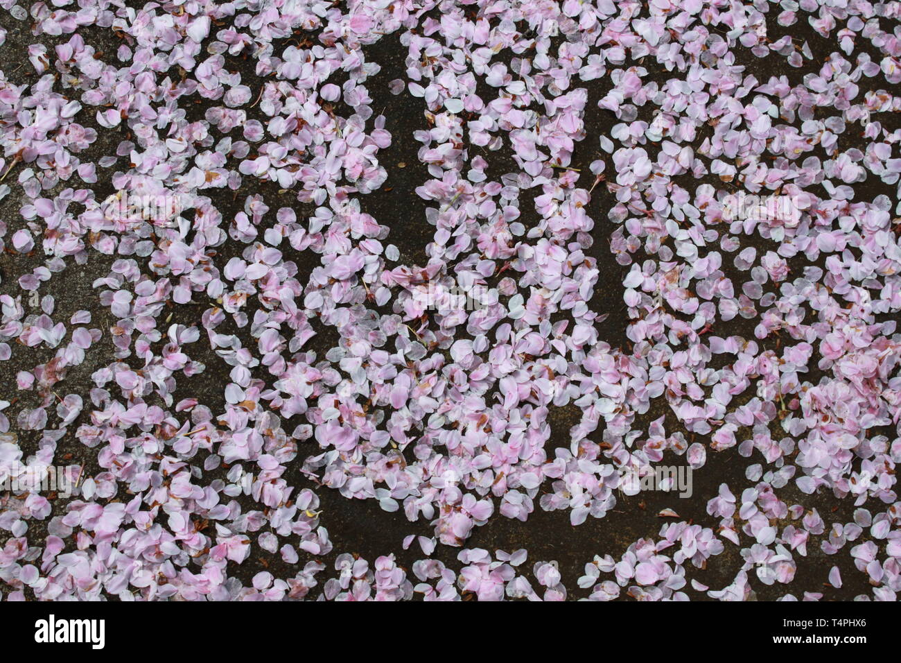 Happy face in dogwood flower petals Stock Photo