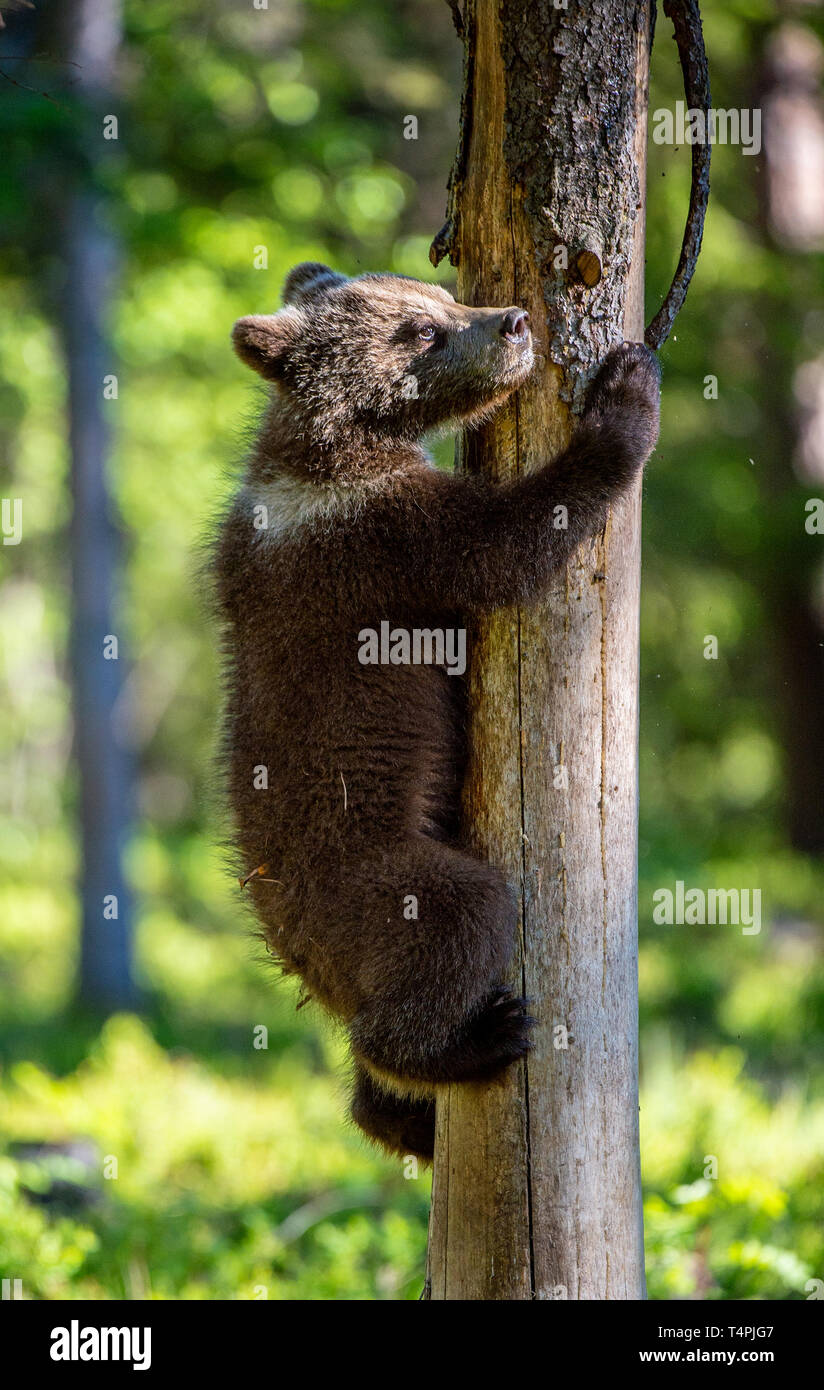 Brown bear cub climbs a tree. Natural habitat. Summer forest ...