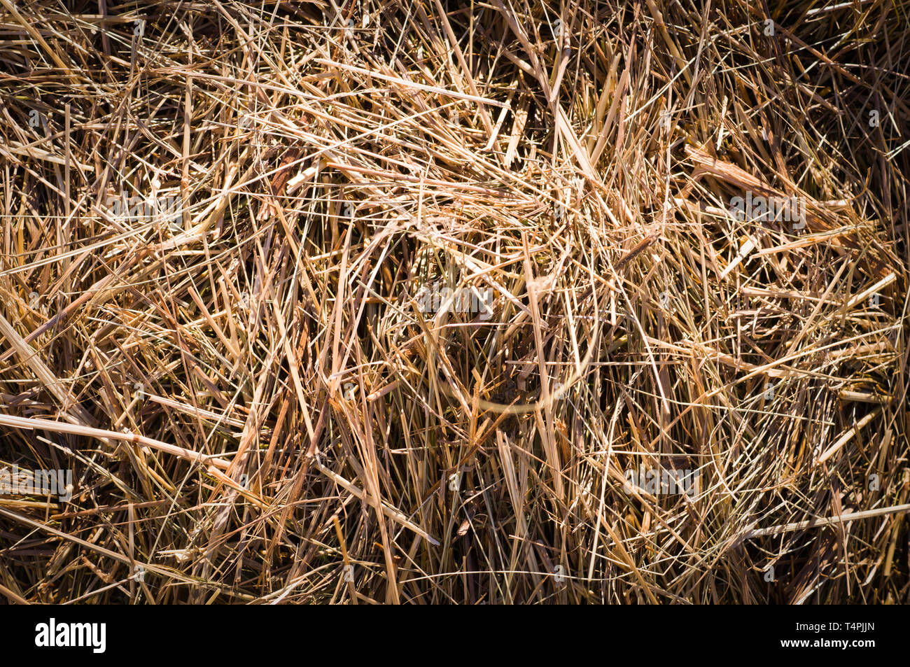 dry grass of hay and straw close-up texture with vignette. background ...
