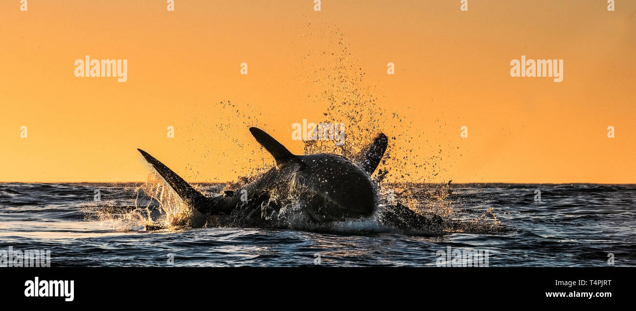 Silhouette of jumping Great White Shark. Red sky of sunrise.  Great White Shark  breaching in attack. Scientific name: Carcharodon carcharias. South A Stock Photo