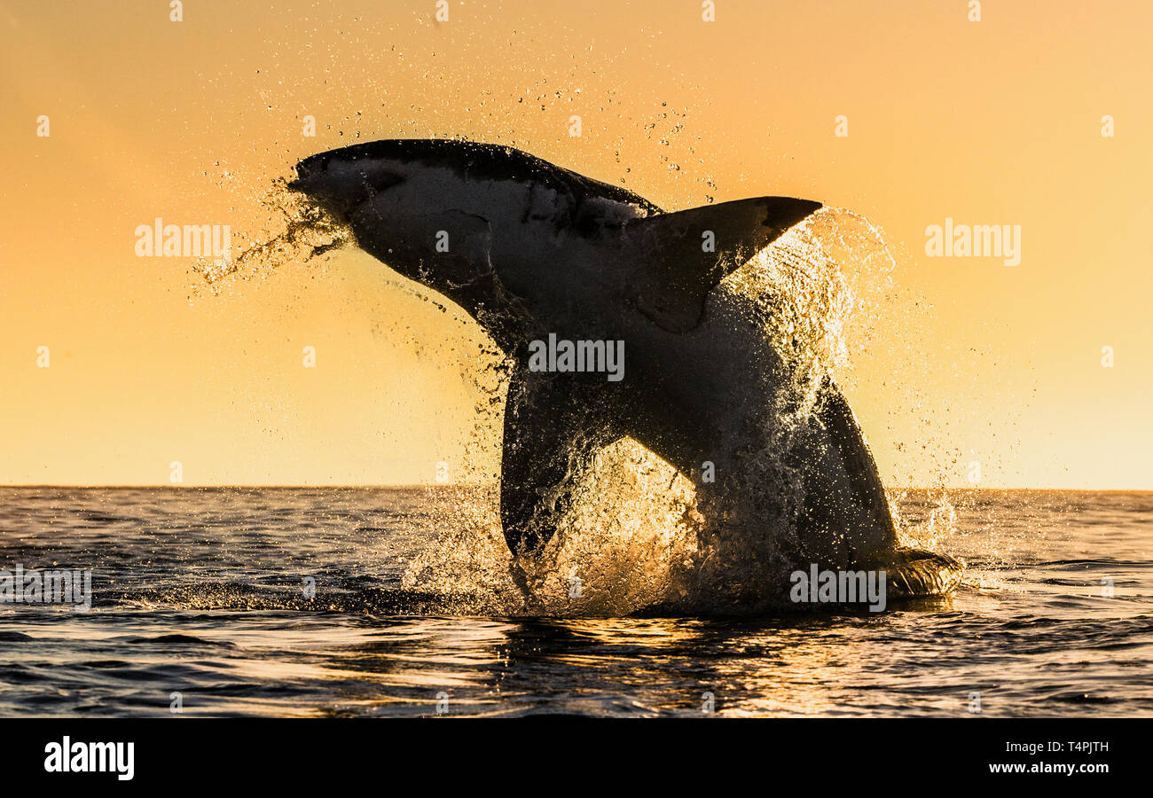 Silhouette of jumping Great White Shark. Red sky of sunrise.  Great White Shark  breaching in attack. Scientific name: Carcharodon carcharias. South A Stock Photo