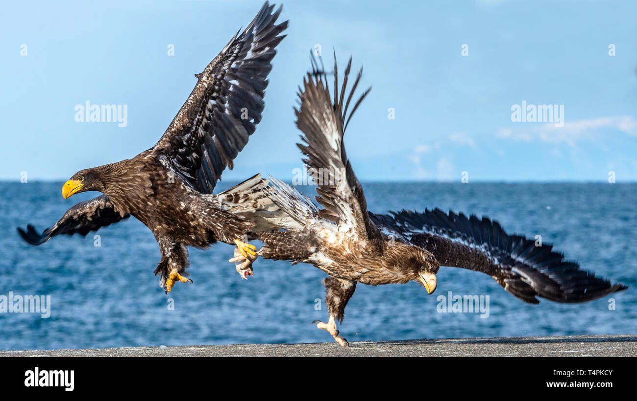 Eagles in fight. Two Juvenile Steller's sea eagle in fight for prey. Stock Photo