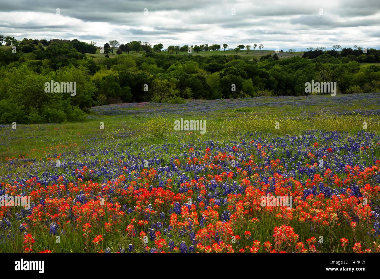 Bluebonnets and Indian Paintbrush in the Texas Hill Country, Texas Stock Photo