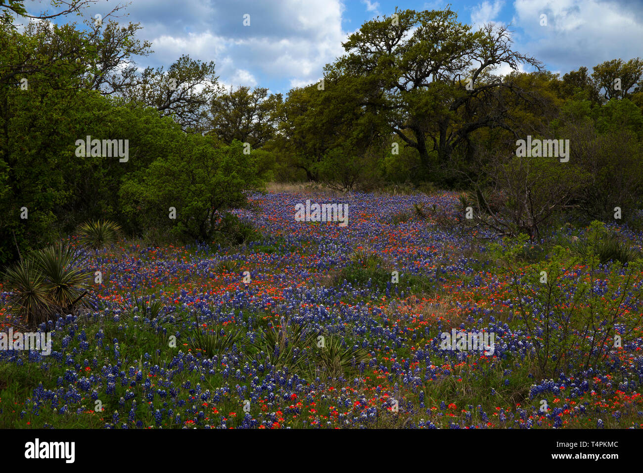 Bluebonnets and Indian Paintbrush in the Texas Hill Country, Texas Stock Photo