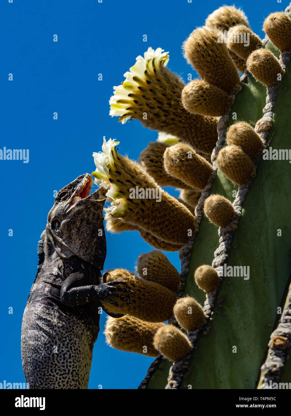 San Esteban Island Spiny-tailed Iguana, Ctenosaura conspicuosa, climbing a cardon cactus in Baja California, Mexico Stock Photo