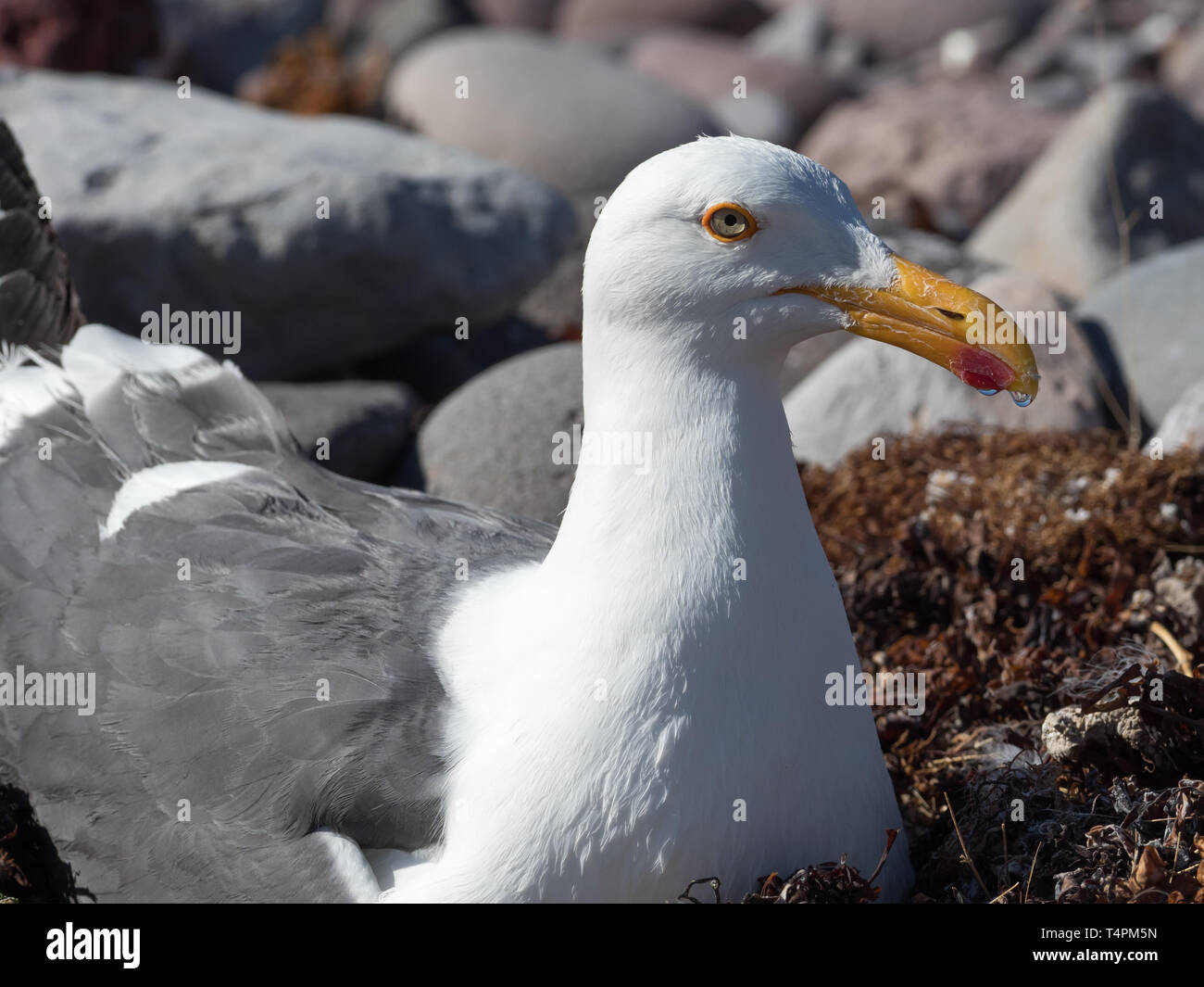 Yellow-footed Gull, Larus livens, endemic to the Sea of Cortez, nesting on an island in Baja California, Mexico Stock Photo