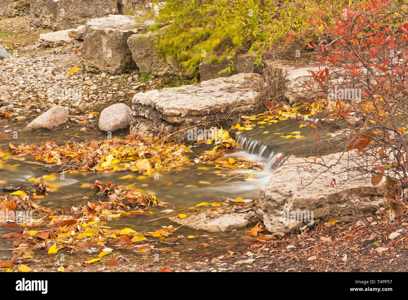 Red, brown, and yellow leaves add speckles of color to the rocks and cascading water of the Post-Dispatch Lake Riffles at St. Louis Forest Park on an  Stock Photo