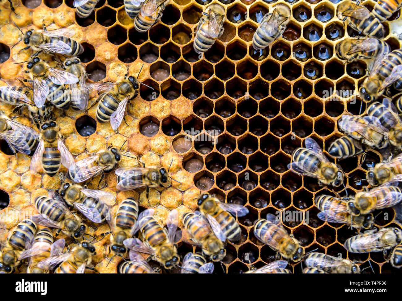 Honey bee beehive Wax Frame with bees breed Stock Photo Alamy