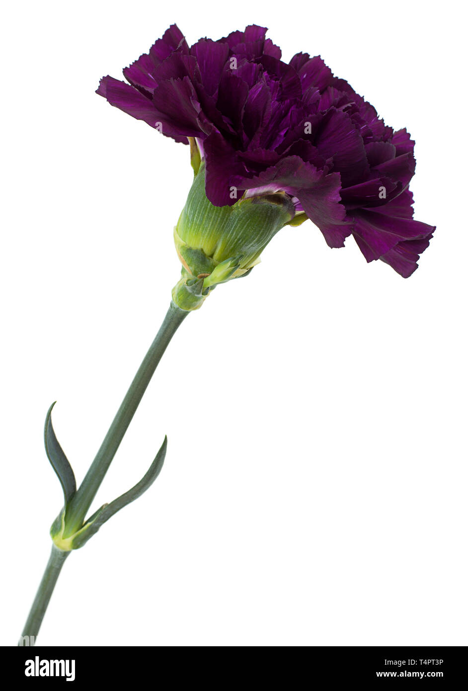 Purple carnation flower head isolated on white background Stock Photo