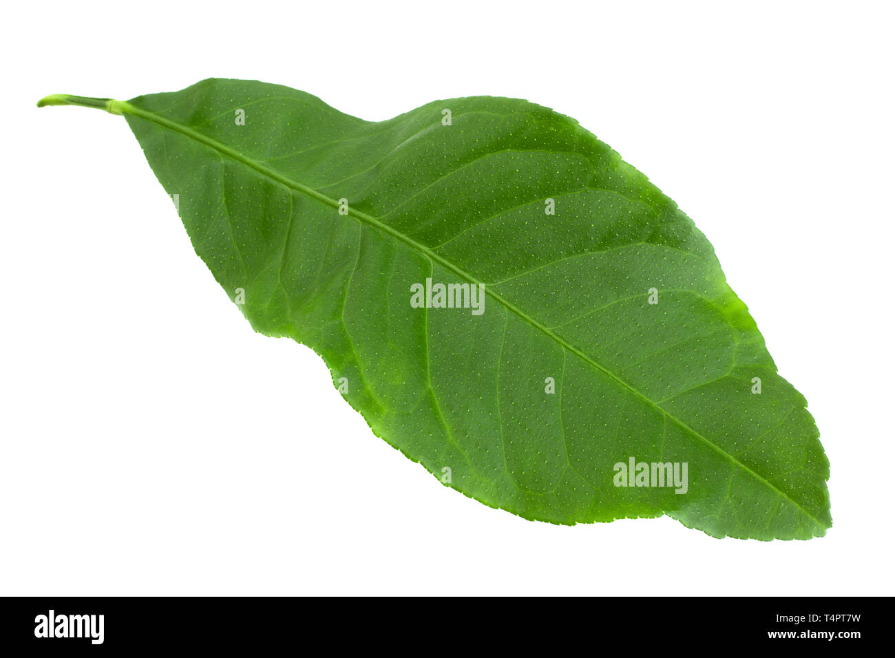 Grapefruit green leaf closeup isolated on white background Stock Photo