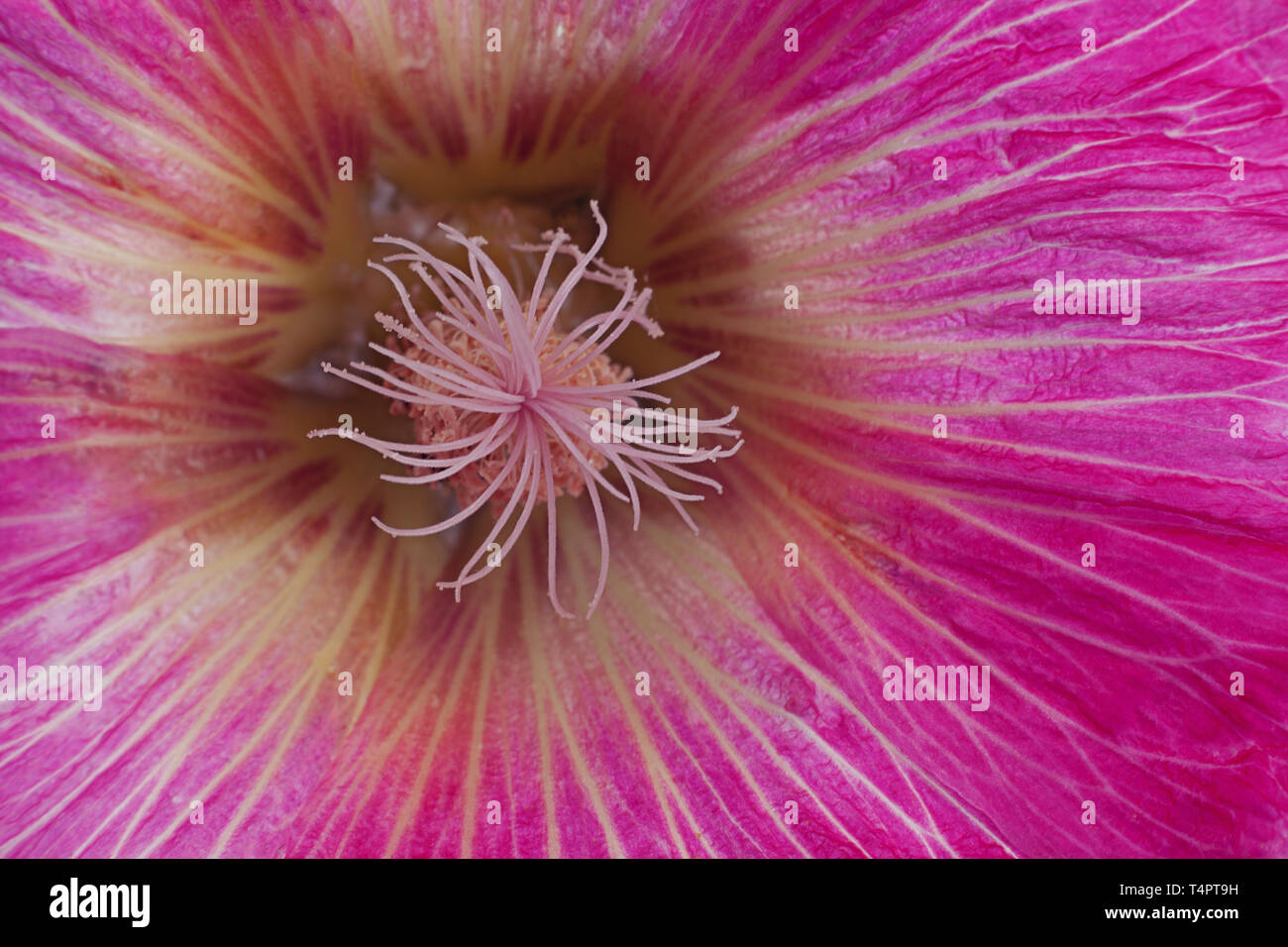 Mallow flower pink head closeup detail background Stock Photo